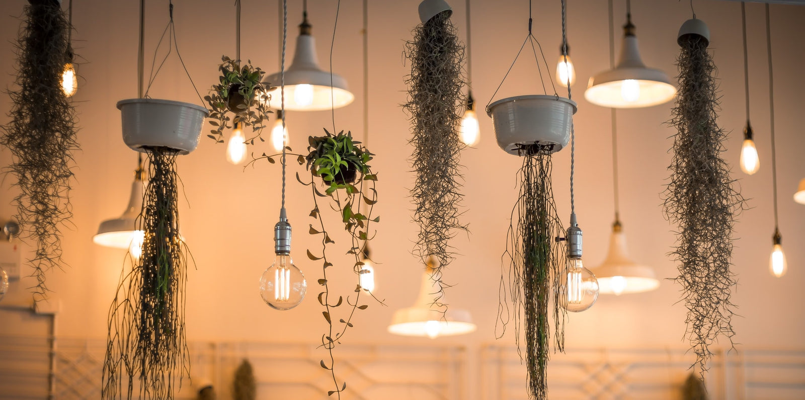 Lightbulbs hanging on power cords with suspended plants