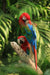 Sleepy Macaw parrots