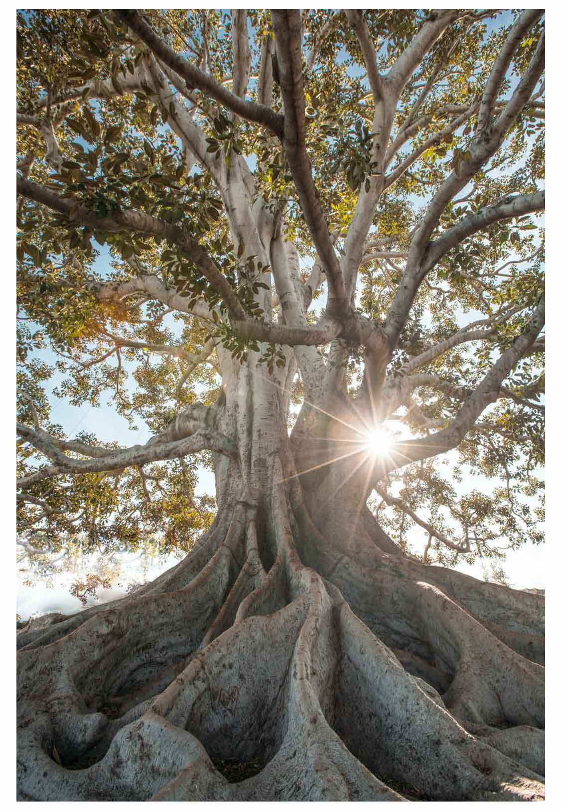 Sun shining through unique tree with exposed root system 